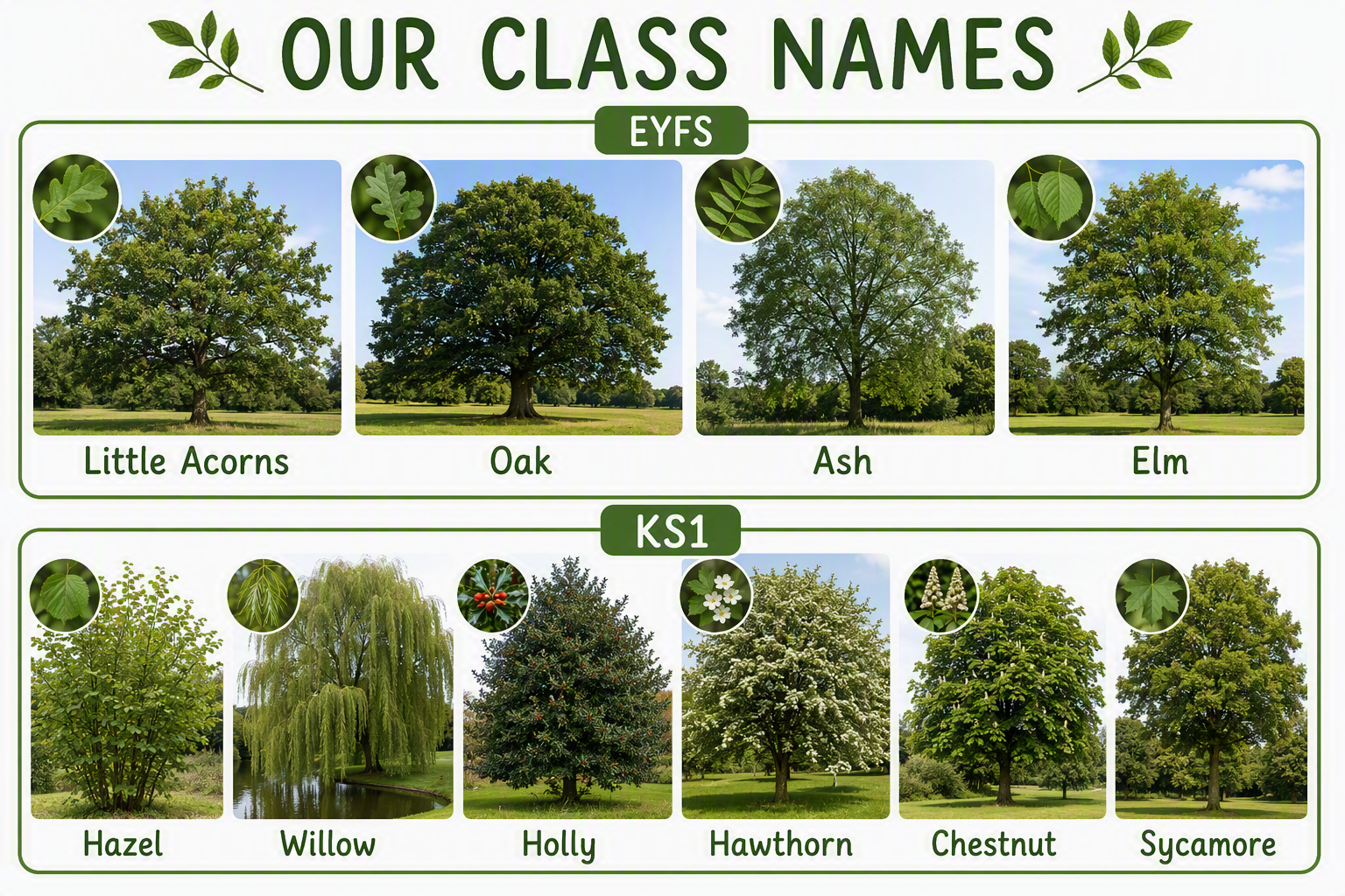 Shows the names of the classes with a picture of the tree.