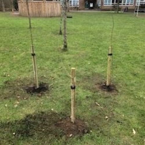 Tree10