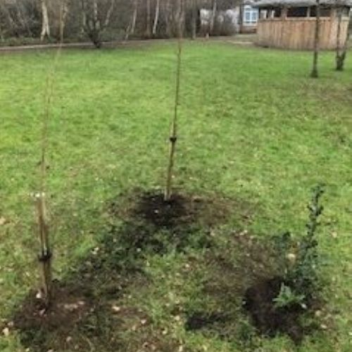 Tree9